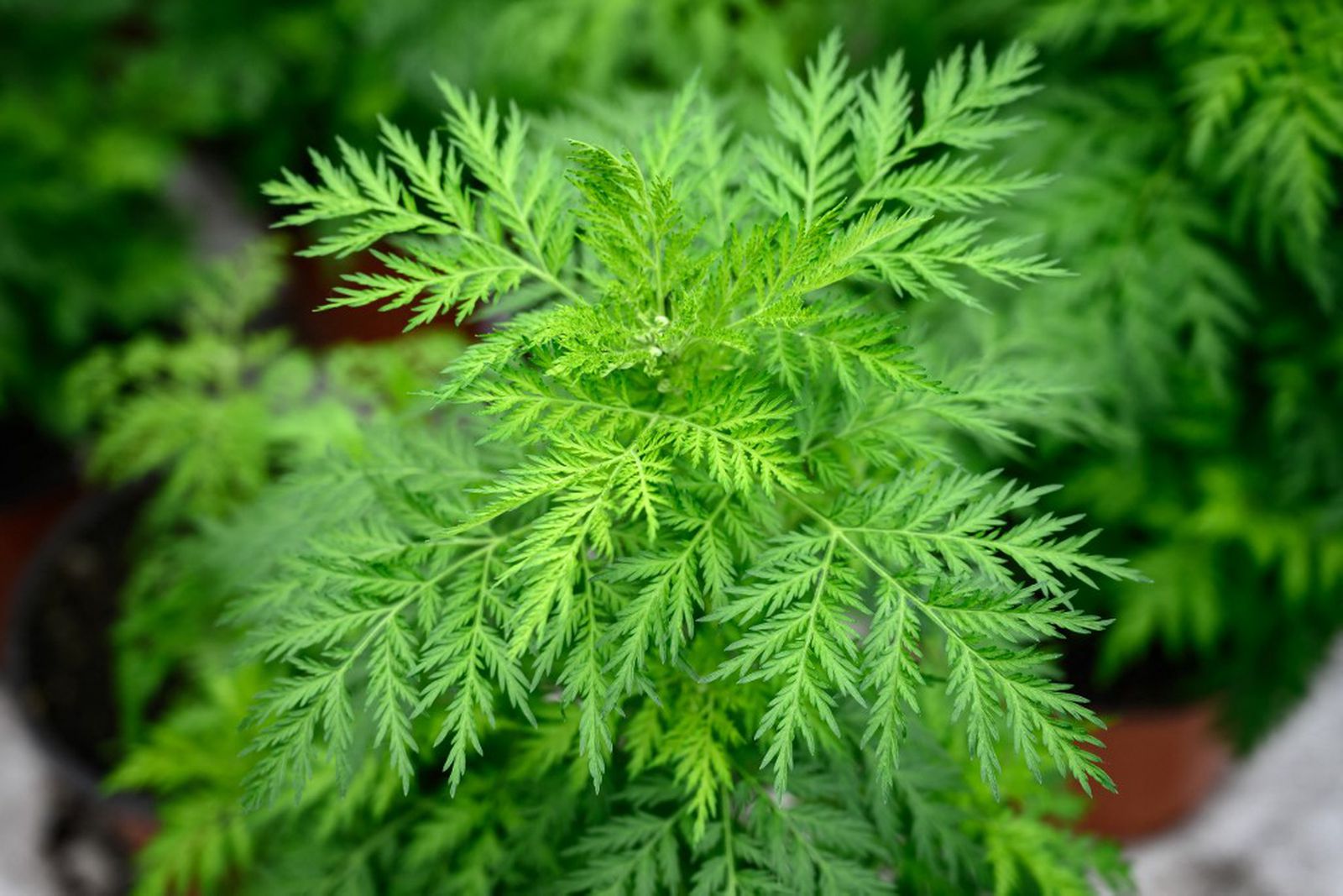 Slatki pelin (Artemisia annua): moćna biljka iz tradicije – šta stvarno može, kako se koristi i ko treba biti oprezan
